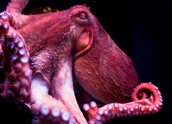 Kæmpeblæksprutter – et undervisningsmateriale til naturteknologi mellemtrin