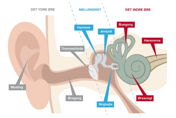 Øret – et undervisningsmateriale til naturteknologi mellemtrin