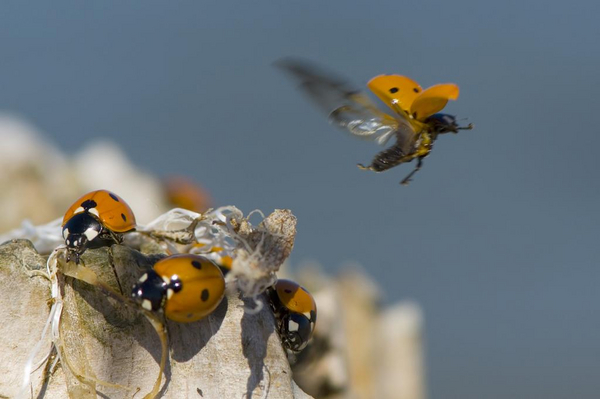 Insekter i skoven – et undervisningsmateriale til naturteknologi mellemtrin