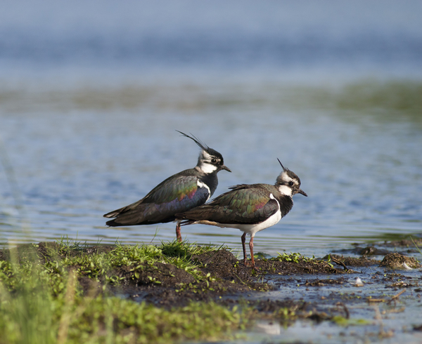 Vadehavets fugle – et undervisningsmateriale til naturteknologi mellemtrin